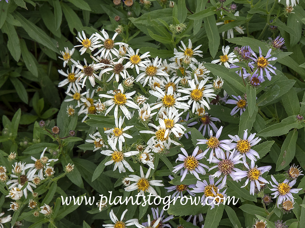 White Artic Aster (Eurybia siberica alba)
May 11)